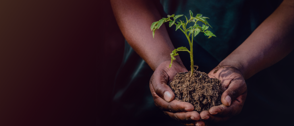 Image of a small plant growing out of dirt cupped between two open hands.